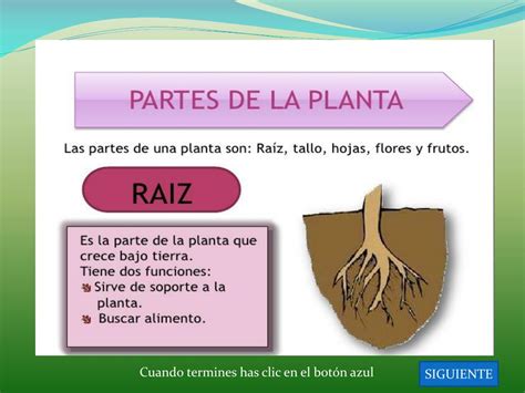 Ppt Las Partes De Las Plantas Y Sus Funciones Powerpoint Presentation