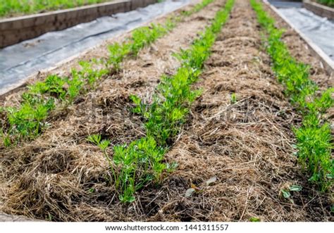 110 Grass Clippings Mulch Stock Photos, Images & Photography | Shutterstock