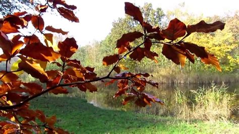 Herfst In Het Bos Landgoed Backershagen Wassenaar 2015 YouTube