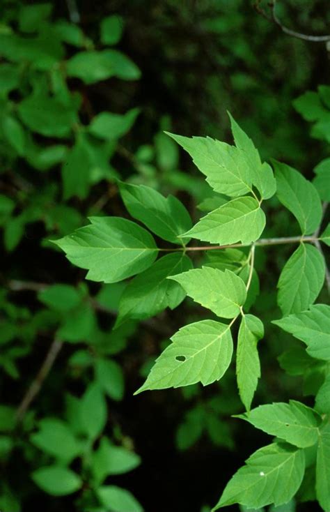 Manitoba Maple Box Elder Maple Trees Of Manitoba · Inaturalist