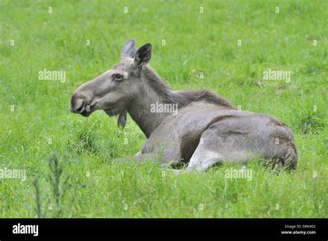 Elan mammal wildlife animal hi-res stock photography and images - Alamy