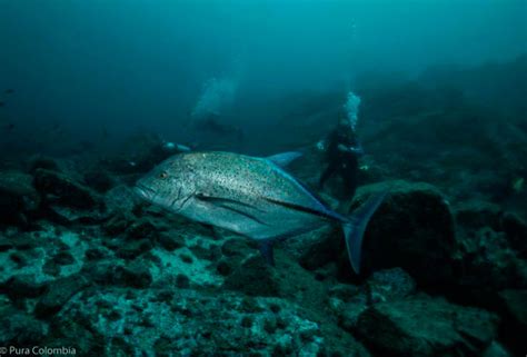 Gorgona island diving packages - Colombian Pacific scuba diving