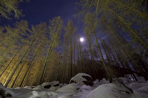 Il Bosco Di Notte Juzaphoto