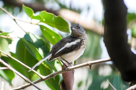 Oriental Magpie Robin Sitting On A Branch Stock Photo Image Of Magpie