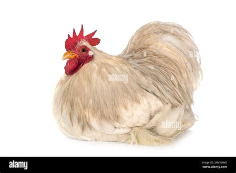 Pekin Bantam Hi Res Stock Photography And Images Alamy