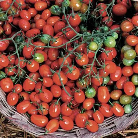 Fall tomato varieties: which types of tomatoes to grow in the fall