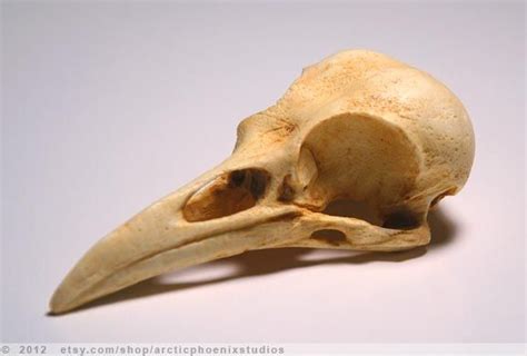 Cast Resin Crow Skull Natural By Arcticphoenixstudios On Deviantart