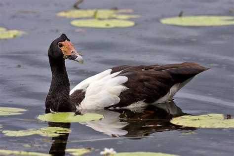 Magpie Goose | The Life of Animals