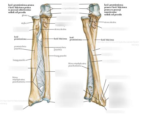 Ko Ci Przedramienia Schemat Diagram Quizlet