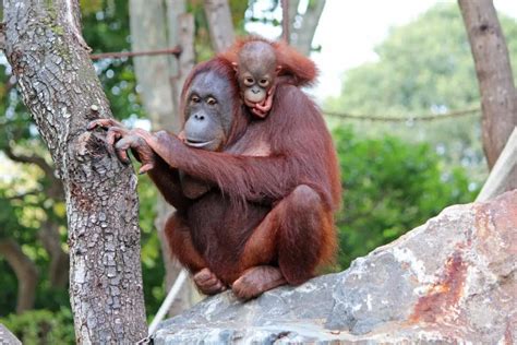 What Animals Live In Trees 7 Arboreal Species