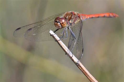 Große Heidelibelle Sympetrum striolatum 3 Große Heidel Flickr