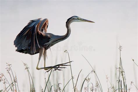 Red Heron Bird Flight on Reeds Stock Photo - Image of reeds, flight ...