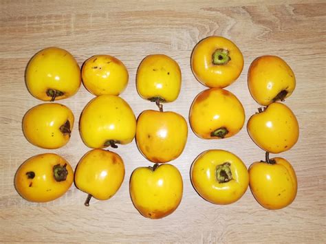 Сушеная хурма своими руками | Пикабу