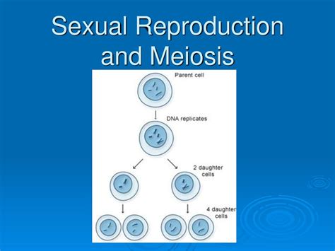 Sexual Reproduction And Meiosis Ppt Download