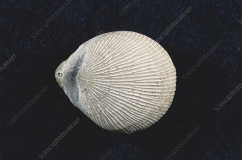 Brachiopod Fossil - Stock Image - C009/3841 - Science Photo Library