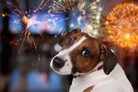 Saiba como proteger os pets durante o período de fogos de artifício