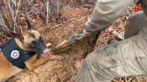 Cão farejador encontra 40 kg de maconha enterrados no oeste da Bahia