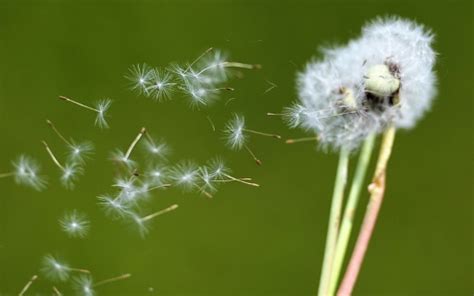 Allergiques Attention Aux Pollens De Gramin Es