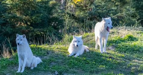 Can Wolves Be Domesticated? The Untold Truth - All Our Creatures