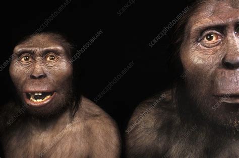 Australopithecines Lucy and Lucien - Stock Image - C014/6453 - Science ...