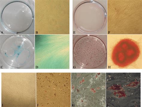 Differentiation Potential Of The Chondrogenic Osteogenic And