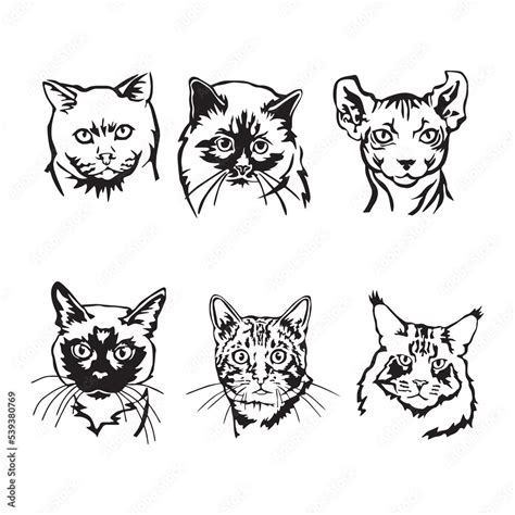 Vector black illustration of different cat breeds. Cat breeds set ...