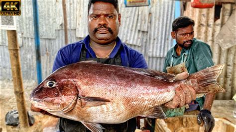 Kasimedu Speed Selvam Big Size Very Very Rare Fish Cutting Video