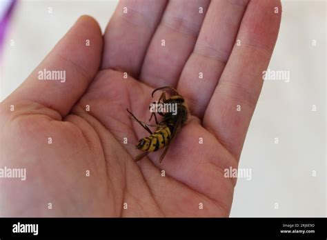 A Huge Wasp In A Woman S Hand Stock Photo Alamy