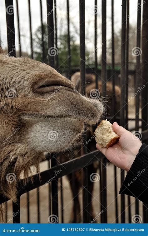 Feeding Camel in Azoo. Hand Feeding a Camel at the Zoo Stock Image - Image of journey, nature ...