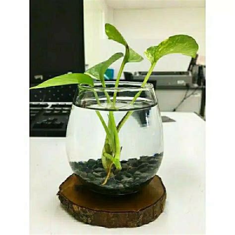 Jual Sirih Gading Belanda Variegata Tanaman Air Aquascape Paludarium