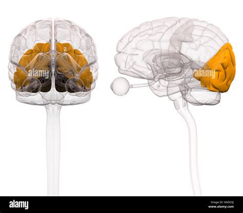 Amygdala Diagram