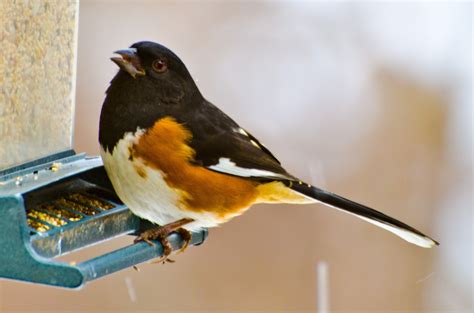 All About Birds: Eastern Towhee