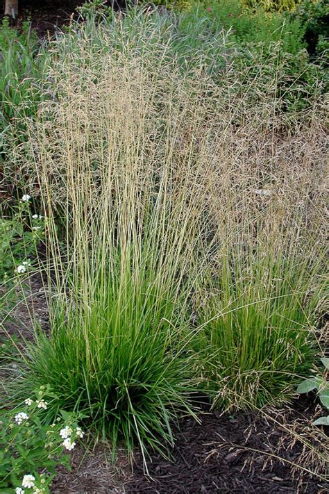 Native Grasses | Prairie Nursery