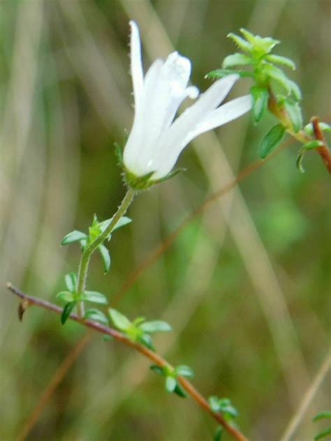 Wahlenbergia Parvifolia From Greyton Nature Reserve 7233 South Africa