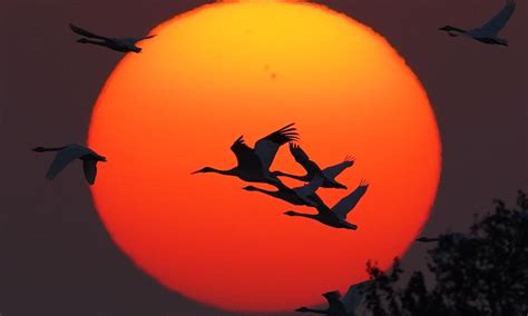 Migratory Birds At Sanctuary By Poyang Lake In East China Global Times