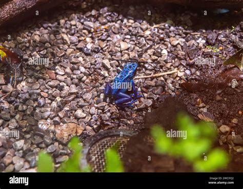 Tintoria Poison Dart Frog (Dendrobates tinctorius azureus). poisonous ...