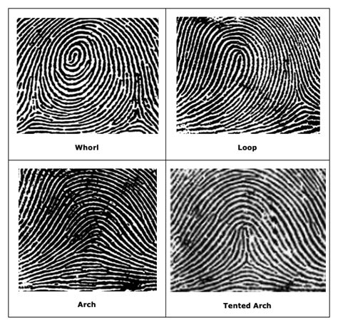 Fingerprint Types Chart