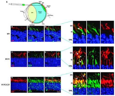 Additional Palmitoyl Lipid Modification In Prcd Does Not Rescue Its