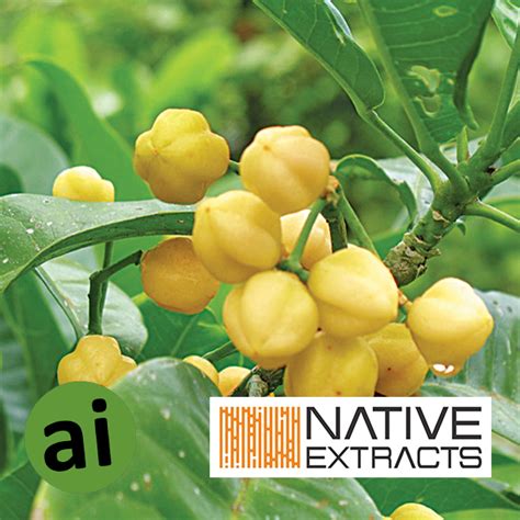 Lemon Aspen Extract | Aromatic Ingredients