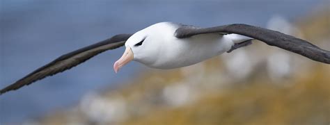 Los albatros viajeros incansables de los océanos LA NACION