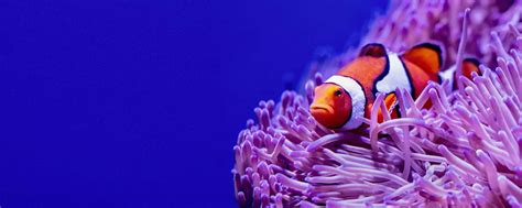 Orange Clownfish (Amphiprion percula)