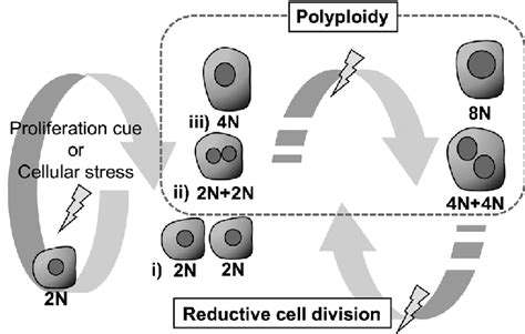 The Polyploidization Of Hepatocyte And Normal Cell Division Under