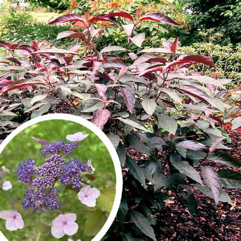 HYDRANGEA aspera HOT CHOCOLATE Hortensia pépinières Lepage