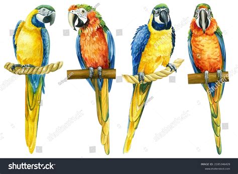 Set Tropical Birds Macaw Isolated White Stock Illustration 2185346429 ...