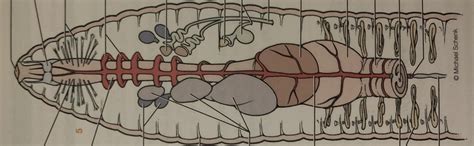 Internal anatomy of worm cartoon Diagram | Quizlet