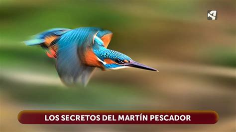 Los secretos del MARTÍN PESCADOR YouTube