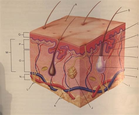 Skin Diagram Diagram | Quizlet