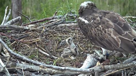 Dyfi Osprey Project 28 05 2021 YouTube