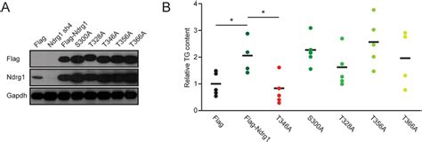 Sgk Dependent Phosphorylation Of Ndrg Is Required For Its