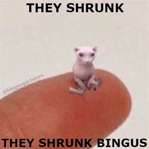 Bingus B On Instagram “hey Guys I Have Returned From My Break I